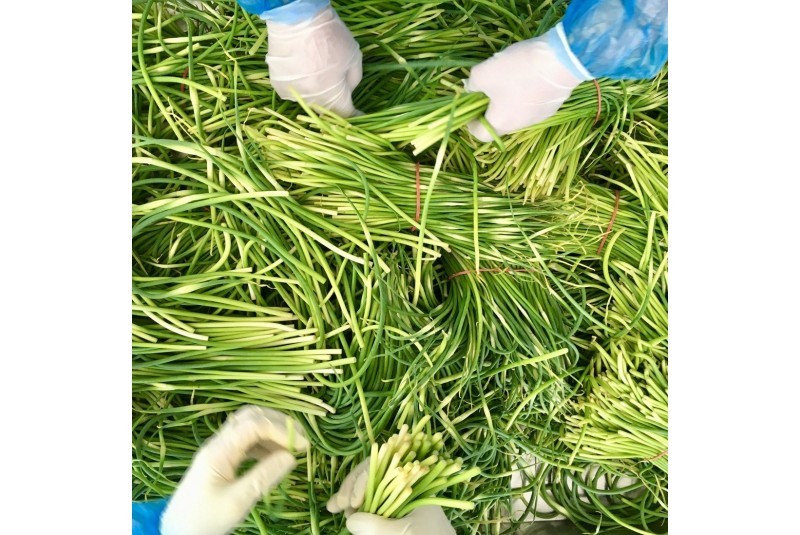 Germogli D'Aglio BIO Sott'olio EVO