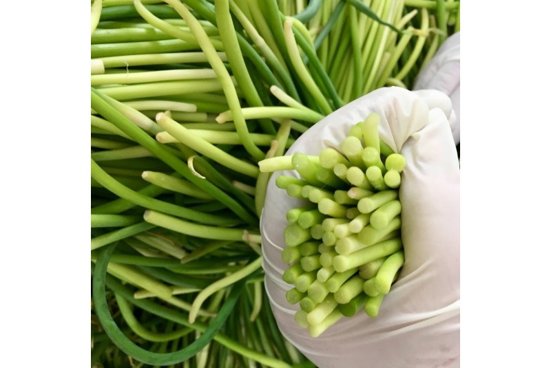 Germogli D'Aglio BIO Sott'olio EVO